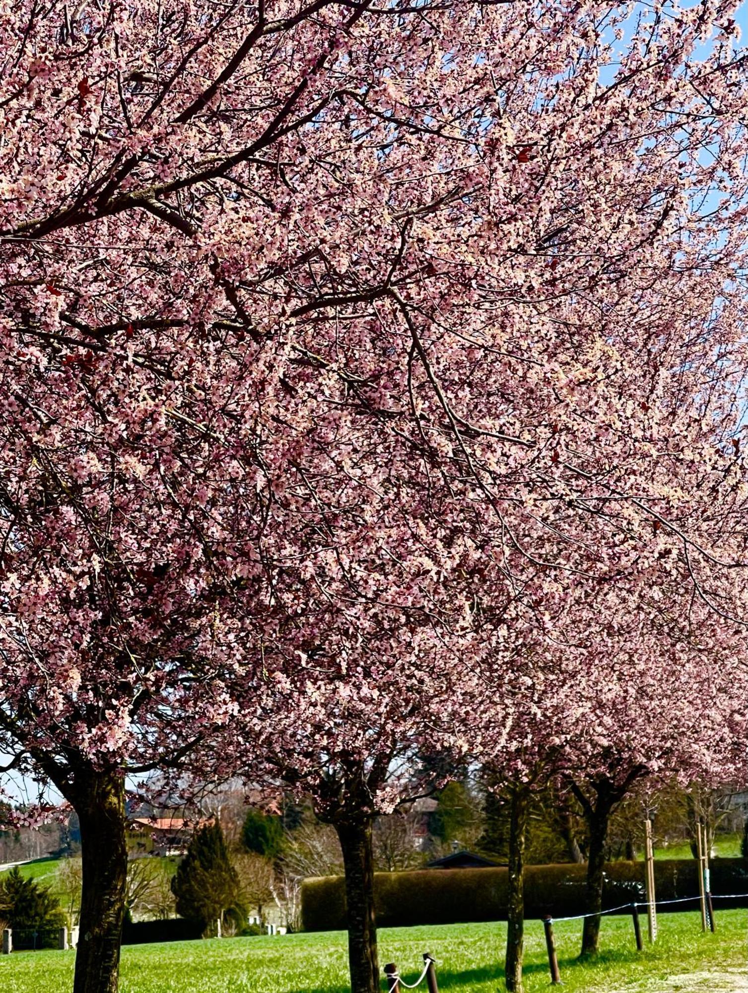 Zuhaeusl Am Chiemsee Appartements Breitbrunn am Chiemsee Dış mekan fotoğraf